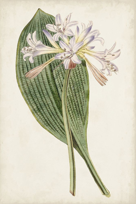 Picture of ANTIQUE BOTANICAL COLLECTION IV