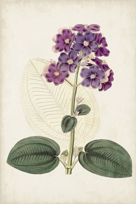 Picture of ANTIQUE BOTANICAL COLLECTION V