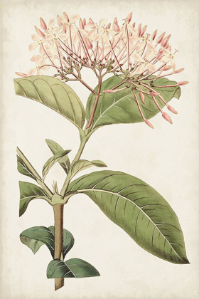 Picture of ANTIQUE BOTANICAL COLLECTION VI
