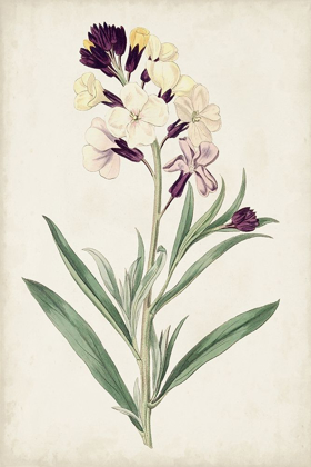 Picture of ANTIQUE BOTANICAL COLLECTION VII