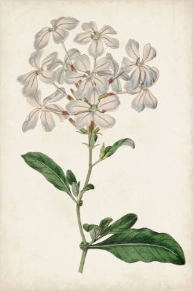 Picture of ANTIQUE BOTANICAL COLLECTION VIII