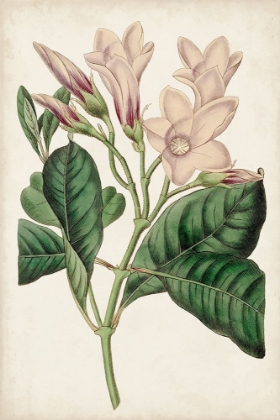 Picture of ANTIQUE BOTANICAL COLLECTION IX