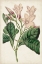 Picture of ANTIQUE BOTANICAL COLLECTION IX