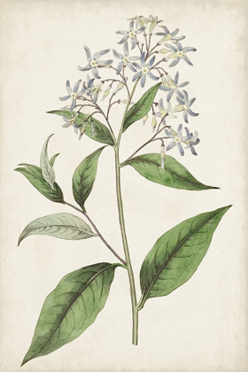 Picture of ANTIQUE BOTANICAL COLLECTION XII