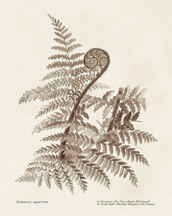 Picture of SEPIA FERN VARIETIES I
