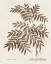 Picture of SEPIA FERN VARIETIES II