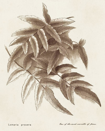 Picture of SEPIA FERN VARIETIES IV