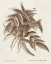 Picture of SEPIA FERN VARIETIES IV