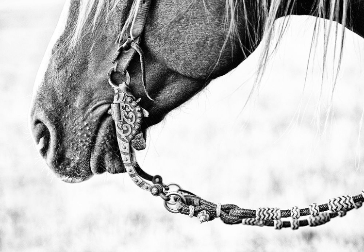 Picture of EQUINE PORTRAIT II