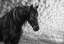 Picture of EQUINE PORTRAIT III