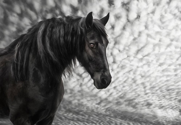 Picture of EQUINE PORTRAIT III