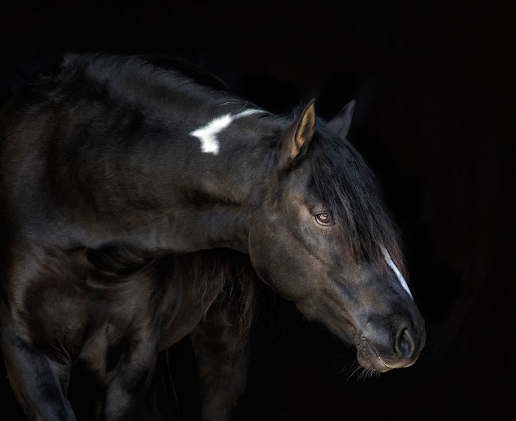 Picture of EQUINE PORTRAIT IV