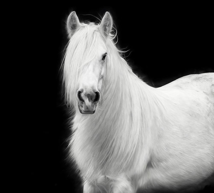 Picture of EQUINE PORTRAIT V