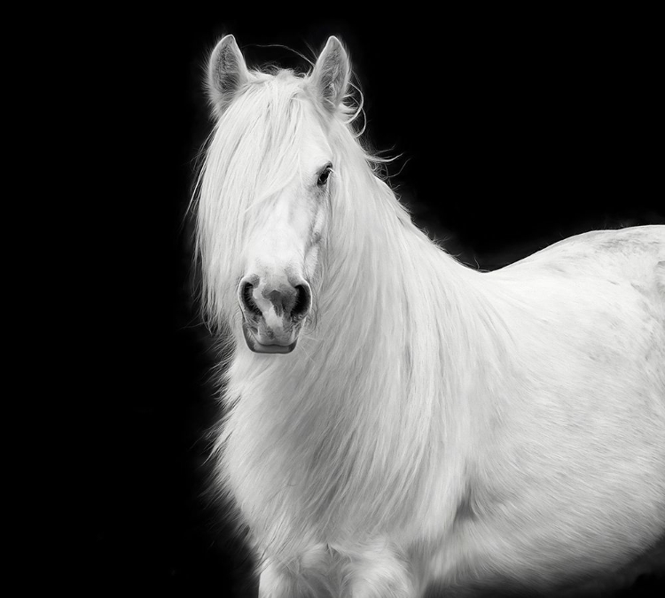 Picture of EQUINE PORTRAIT V