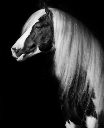 Picture of EQUINE PORTRAIT VII