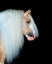 Picture of EQUINE PORTRAIT VIII