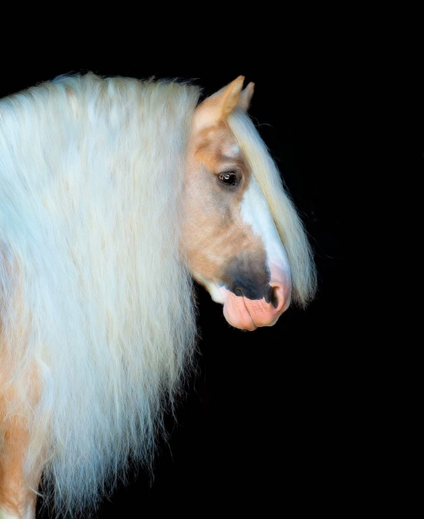 Picture of EQUINE PORTRAIT VIII