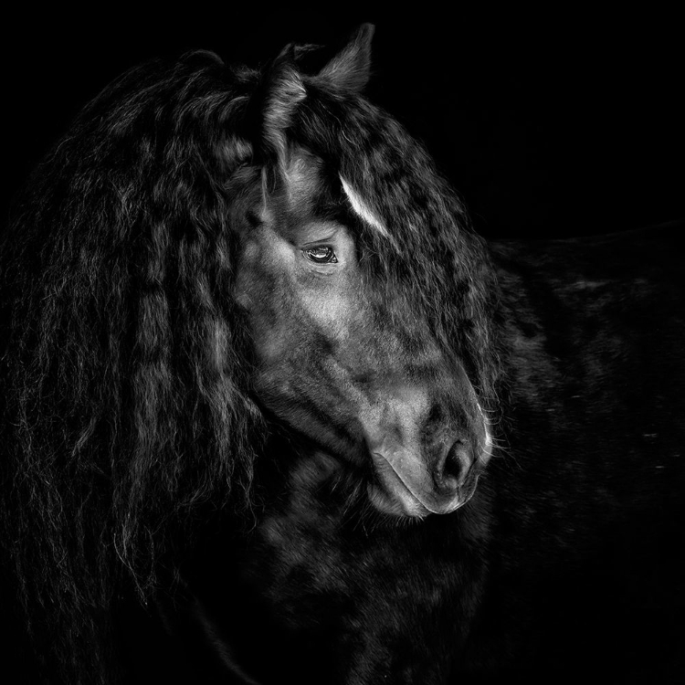 Picture of EQUINE PORTRAIT IX