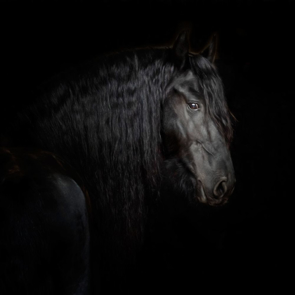 Picture of EQUINE PORTRAIT X