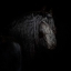 Picture of EQUINE PORTRAIT X