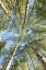 Picture of LOOKING UP