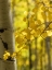 Picture of ASPEN HIGHLIGHTS