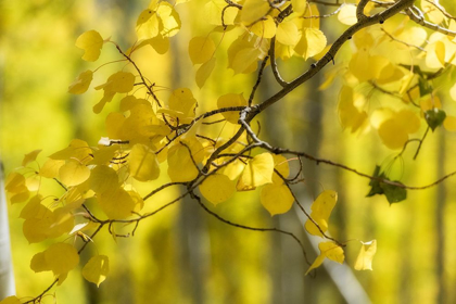 Picture of ASPEN BACKLIGHT