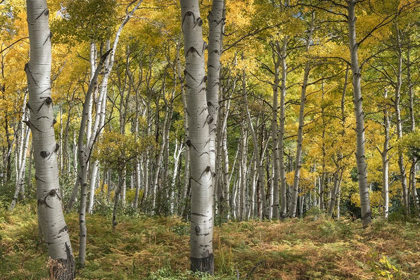 Picture of ASPEN GROVE II