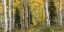 Picture of ASPEN PANORAMA