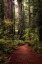 Picture of FOREST PATH I