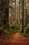 Picture of FOREST PATH II