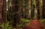 Picture of A WALK IN THE WOODS I