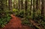 Picture of A WALK IN THE WOODS II