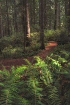 Picture of FERN LINED PATH