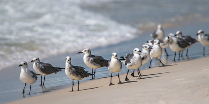 Picture of WHATS UP GULLS