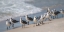 Picture of WHATS UP GULLS