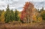 Picture of WOODLAND VARIETY