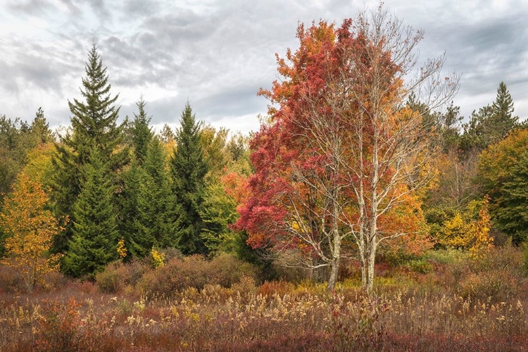 Picture of WOODLAND VARIETY