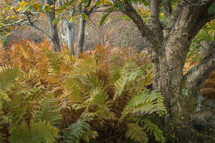 Picture of AUTUMN FERNS