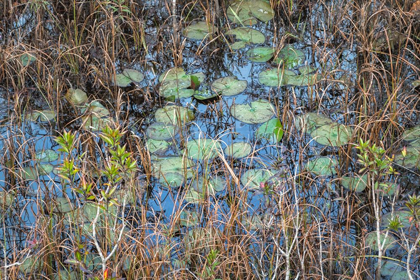 Picture of THE MARSH