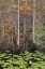 Picture of BLACK WATER II
