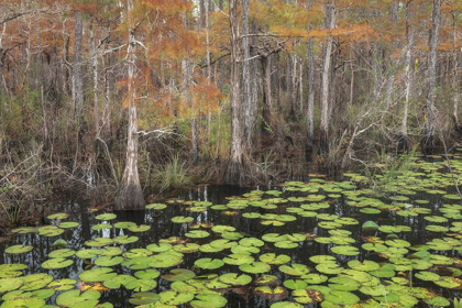 Picture of BAYOU AUTUMN