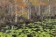 Picture of BAYOU AUTUMN