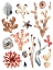 Picture of OCEAN ASSORTMENT II