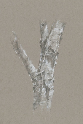 Picture of CHALK BIRCH STUDY II