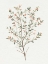 Picture of SINGLE SPRIG III