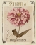 Picture of VINTAGE SEED PACKETS II