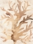 Picture of PARCHMENT CORAL III