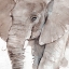 Picture of ELEPHANT GROOVES I