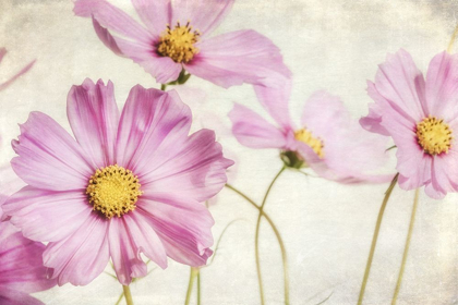 Picture of PINK COSMOS I